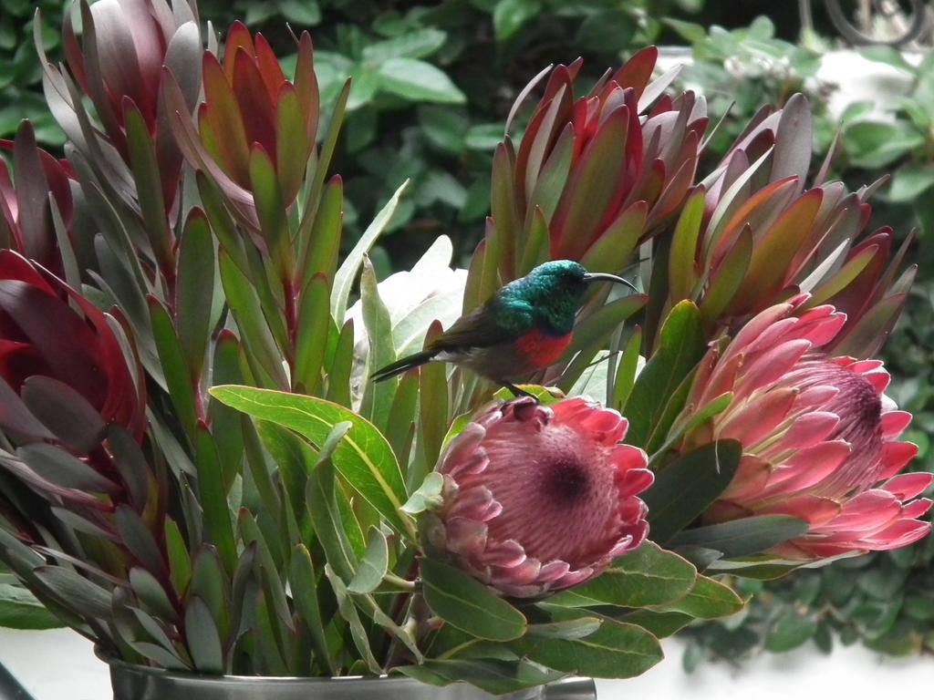 Bloomestate Swellendam Zewnętrze zdjęcie